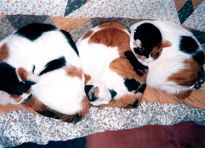 ちょっと一息「ネコ」