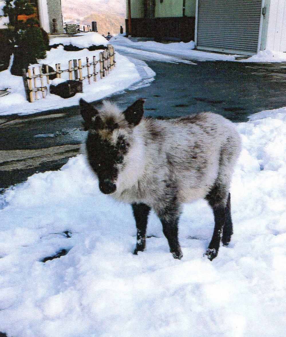 境内にカモシカ現る